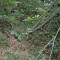 eschlenwald-27.10.2011-fst-a3,-160g,-50mm.jpg