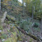 eschlenwald-27.10.2011-fst-b3,-190g,-18mm.jpg