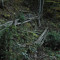 eschlenwald-27.10.2011-fst-b3,-210g,-50mm.jpg