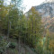 eschlenwald-27.10.2011-fst-b3,-225g,-18mm.jpg