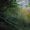 eschlenwald-27.10.2011-fst-c5,-220g,-18mm.jpg