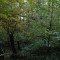 eschlenwald-27.10.2011-fst-c6325g,-18mm.jpg