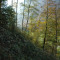 eschlenwald-27.10.2011-fst-d4,-230g,-18mm.jpg