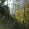 eschlenwald-27.10.2011-fst-d4-230g,-18mm,-hf.jpg