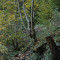 eschlenwald-27.10.2011-fst-d4-40g,-50mm.jpg