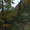 eschlenwald-27.10.2011-fst-e3-12g,-18mm,-hf.jpg