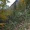 eschlenwald-27.10.2011-fst-e3-12g,-18mm.jpg