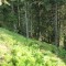 wf_ladir_con-da-cauras_fs-4.1_2018.jpg