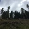 wf_versam_birchegga_fs-3.1_2016.jpg