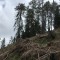 wf_versam_birchegga_fs-5.6_2016.jpg