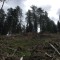 wf_versam_birchegga_fs-5.7_2016.jpg