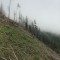 wf_versam_birchegga_panorama-1_2016.jpg