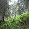 wf_falera_val-da-cafegns_fs-2.3_2012.jpg