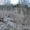wf_suraua_sorts_fs-1.1_2020.jpg