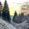 wf_suraua_sorts_fs-4.2_2020.jpg