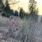 wf_suraua_sorts_fs-5.1_2020.jpg