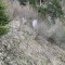 wf_suraua_sorts_fs-6.1_2020.jpg