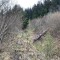 wf_suraua_sorts_fs-7.1_2020.jpg