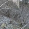 wf_suraua_sorts_fs-8.1_2020.jpg