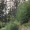 wf_poschiavo_torn-14.jpg