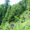 20130702_muettergoteswald_fsta2.1.JPG