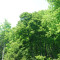 20130702_muettergoteswald_fsta2.2.JPG