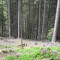 20140616_nuewenalpwald_f3_et_01.jpg