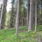 20140616_nuewenalpwald_f7_et_17.jpg