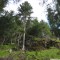 wf_ramosch_tramblai-05.jpg
