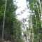 20080826_cholhuttliwald_f10_016.jpg