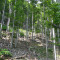 20080826_cholhuttliwald_f3_003.jpg