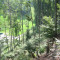 20080826_cholhuttliwald_f4_009.jpg