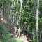 20080826_cholhuttliwald_f7_022.jpg