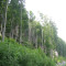 20080826_cholhuttliwald_f9_024.jpg