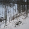 20081128_cholhuttliwald_f4_006.jpg