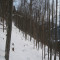 20081128_cholhuttliwald_f5_007.jpg