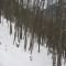 20081128_cholhuttliwald_f7_016.jpg