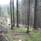 20091123_nuewenalpwald_f4_be_04.jpg