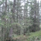 20091123_nuewenalpwald_f5_be_12.jpg