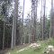 20091123_nuewenalpwald_f6_be_07.jpg