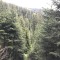 wf_ladir_con-da-cauras_fs-3.3_2022.jpg