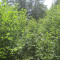 20140605_talwald_22e.jpg