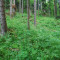 20130627_holzliboden_fsta1.1.JPG