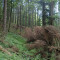 20130627_holzliboden_fsta3.1.JPG