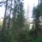 20110704_nuewenalpwald_f2_be_04.jpg