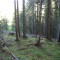 20110704_nuewenalpwald_f4_be_03.jpg