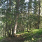 20110704_nuewenalpwald_f5_be_10.jpg