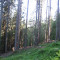 20110704_nuewenalpwald_f6_be_08.jpg