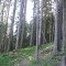 20110704_nuewenalpwald_f7_be_05.jpg