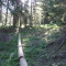 20110704_nuewenalpwald_f8_be_14.jpg